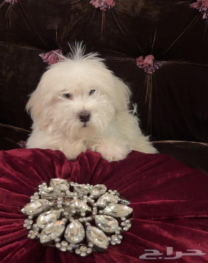 كلب مالتيز64574383306114112