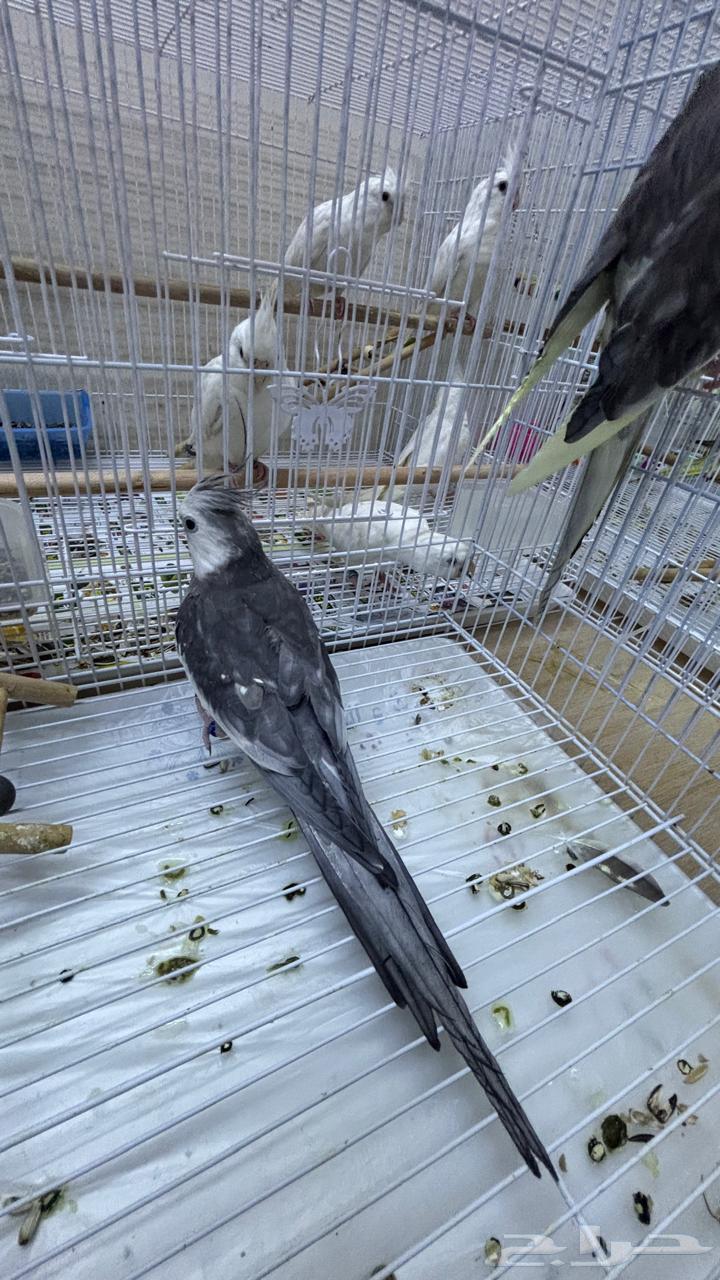 تصفية - مجموعة كروانات كويكتيل للبيع بسعر رخيص64652048320003113