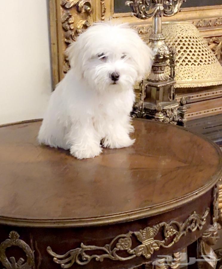 كلب مالتيز64574383306114110