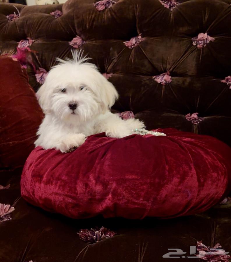 كلب مالتيز64574383306114113