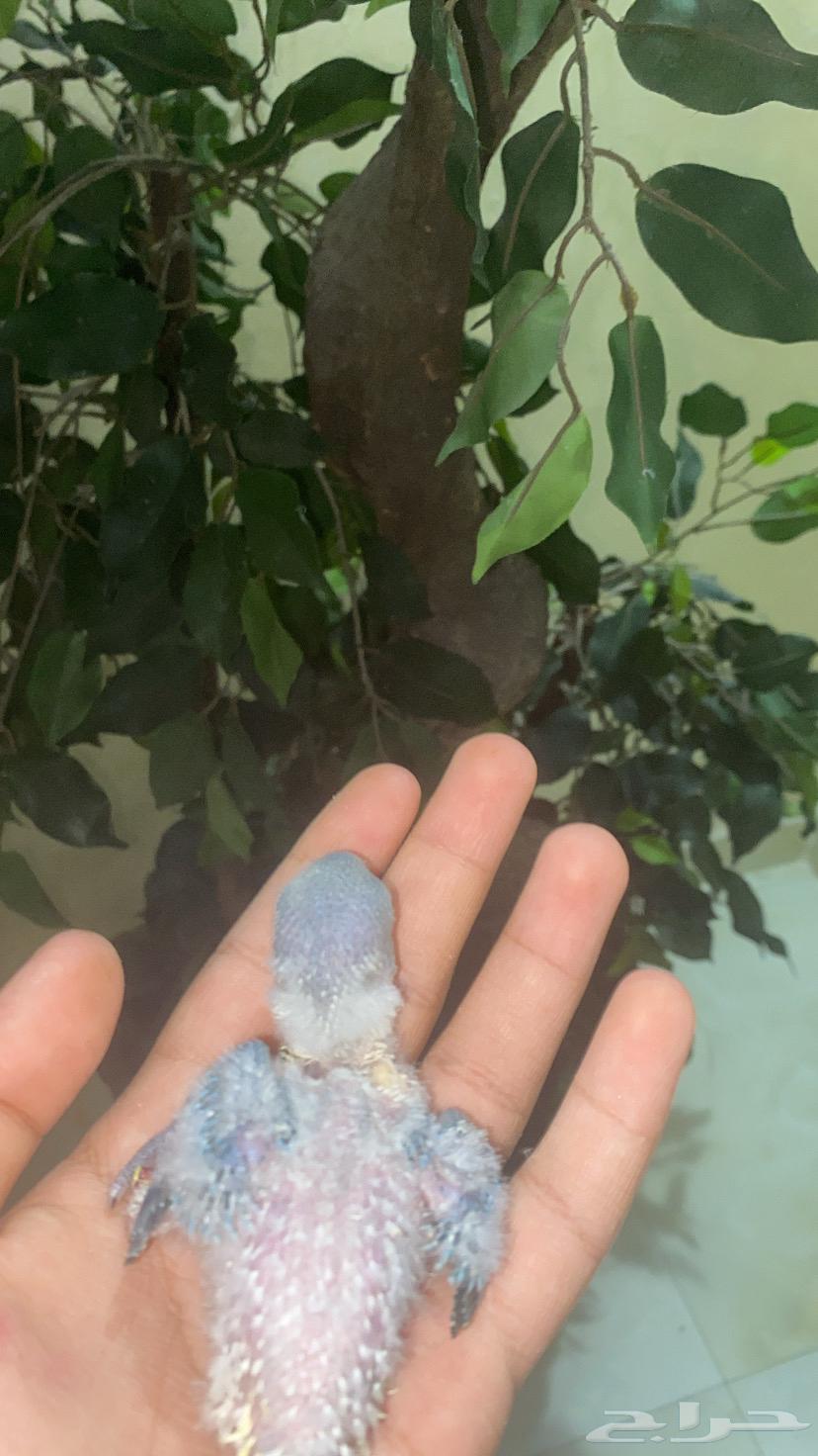 فرخ روز بلد اوبلاين (تم البيع)64648325494531111