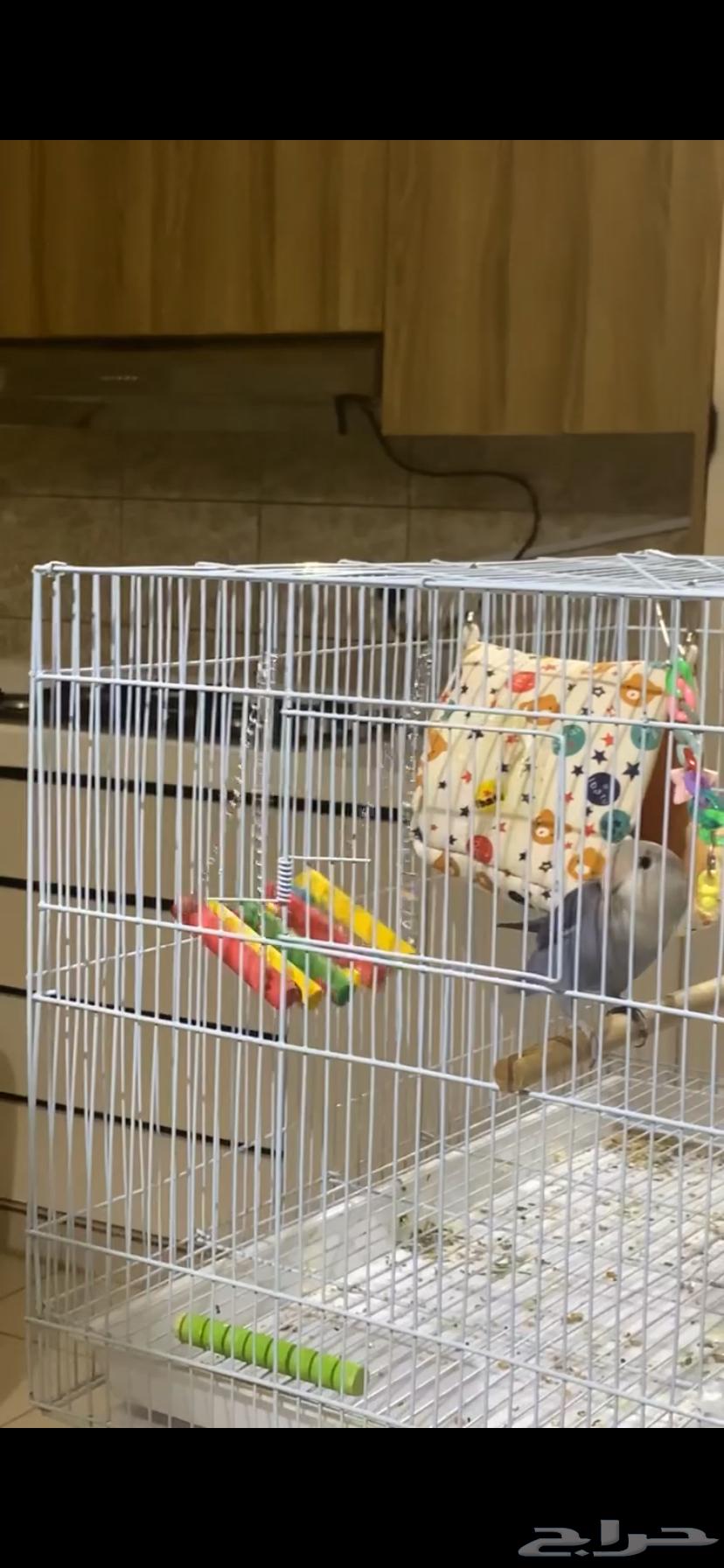 روز اليف جدا  جدا  ويقبل الاطفال ويحب اللعب64654633070851111