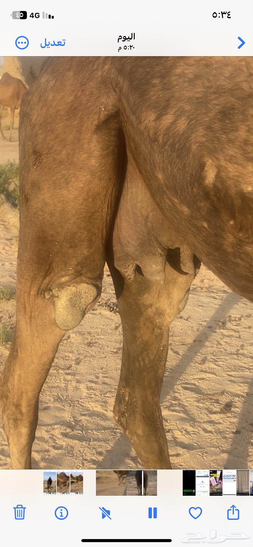 Red Camel from Mmawat64652946427009114