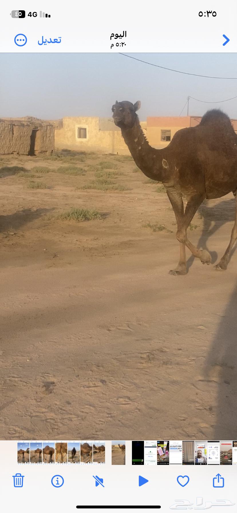 Red Camel from Mmawat64652946427009110