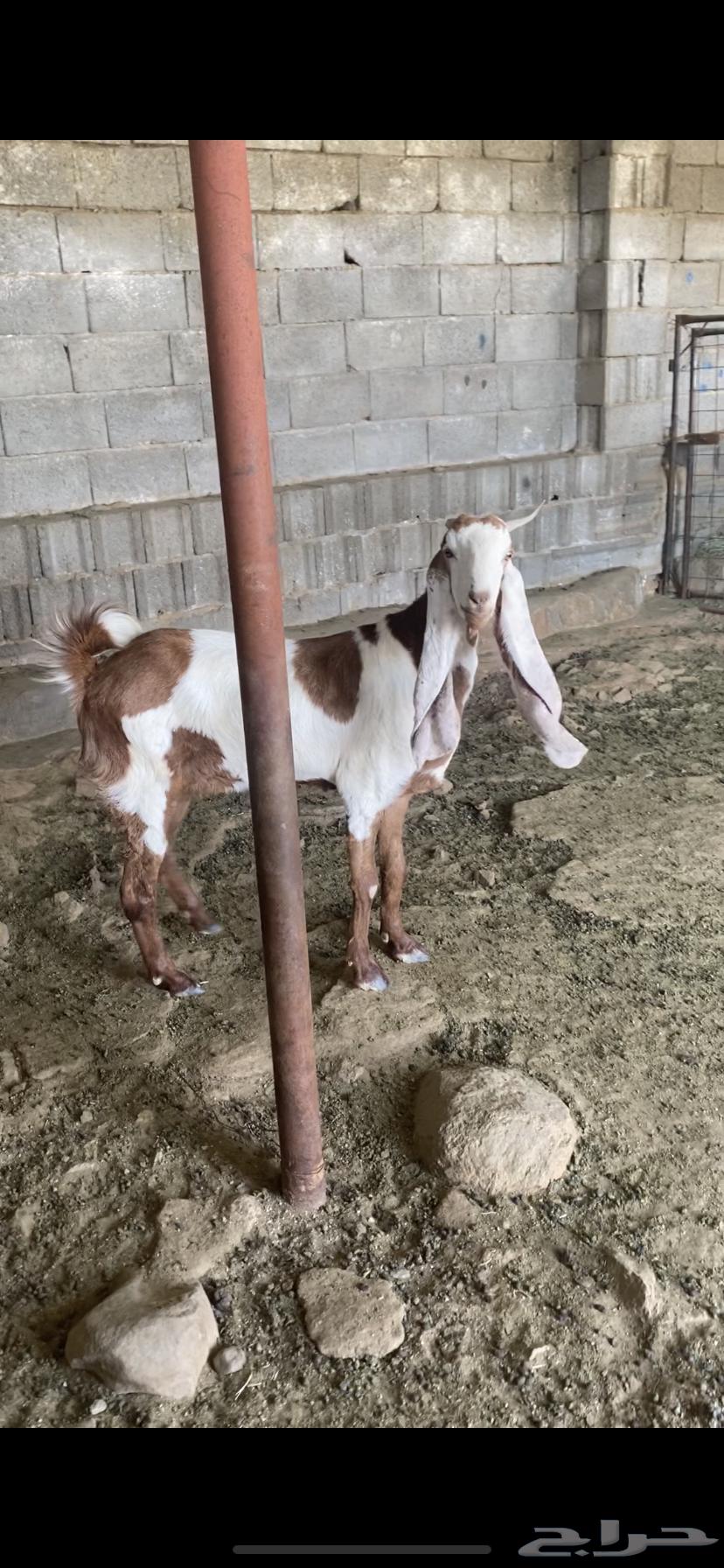 عنز هولنديه جرم64649223374594110