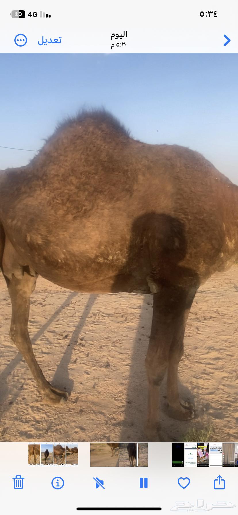 Red Camel from Mmawat64652946427009113