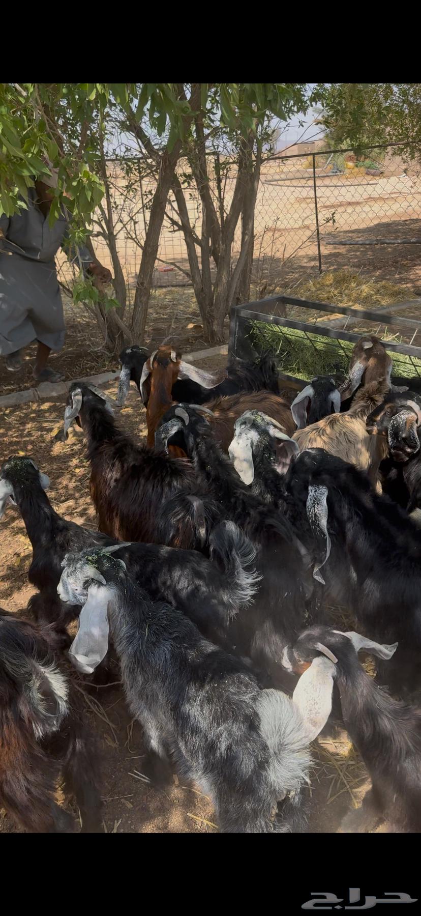 تيوس طيبه تم البيع64649919459969111