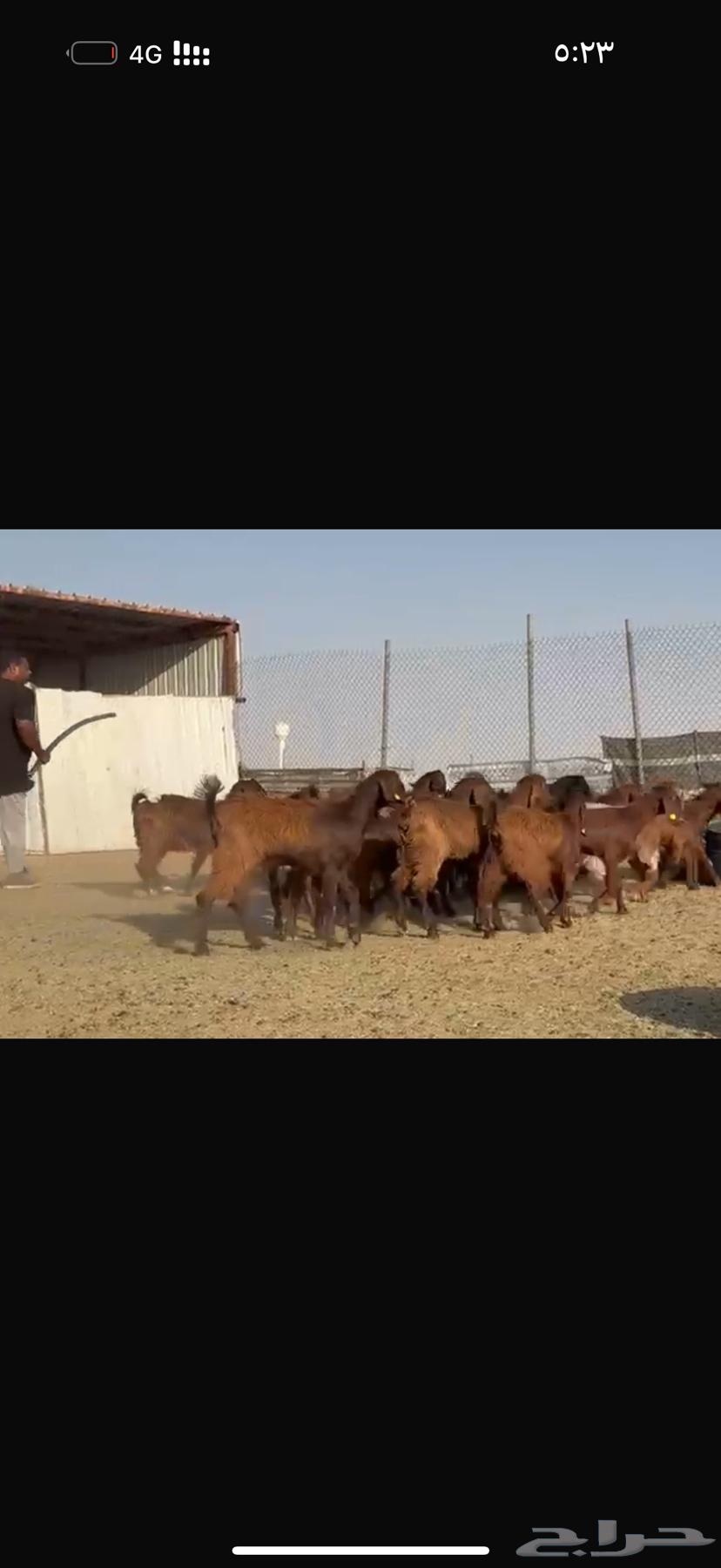 للبيع جفرات مصريات فاخره تآسيس مراح64648102604035114