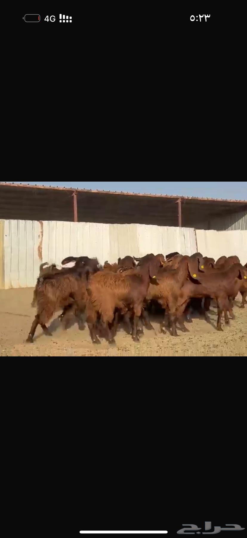 للبيع جفرات مصريات فاخره تآسيس مراح64648102604035111