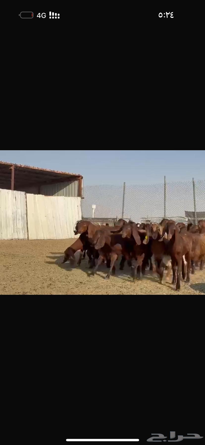 للبيع جفرات مصريات فاخره تآسيس مراح64648102604035113