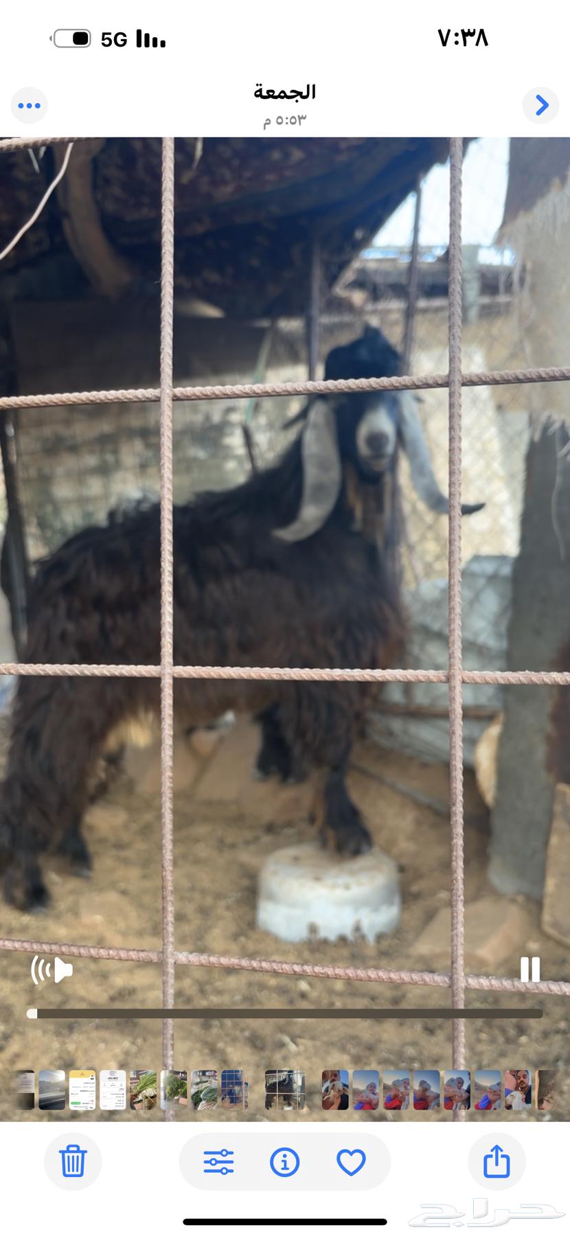 تبس عارضي فحل مشروط سنه جذع ماكمل سنه التيس عطر وممتاز64654471243651110