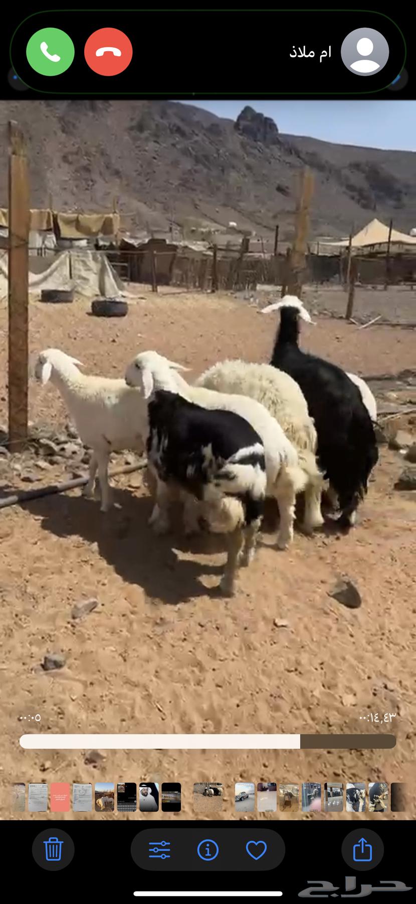 خروف نجدي بري لباني العمر خمس شهور يوجد سلخ وتوصيل64650182137729110