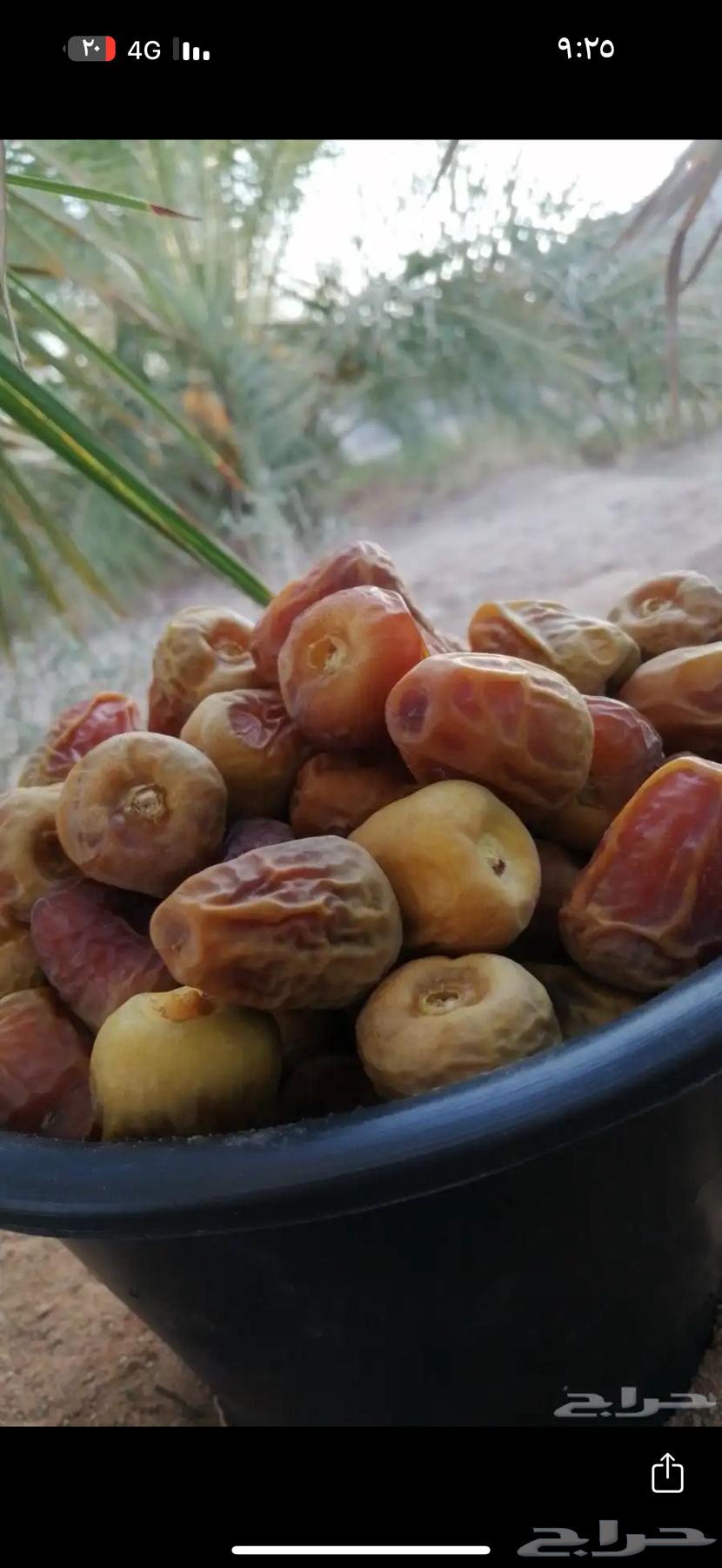 رطب سكري وخلاص مفتل من القصيم64651579498243110