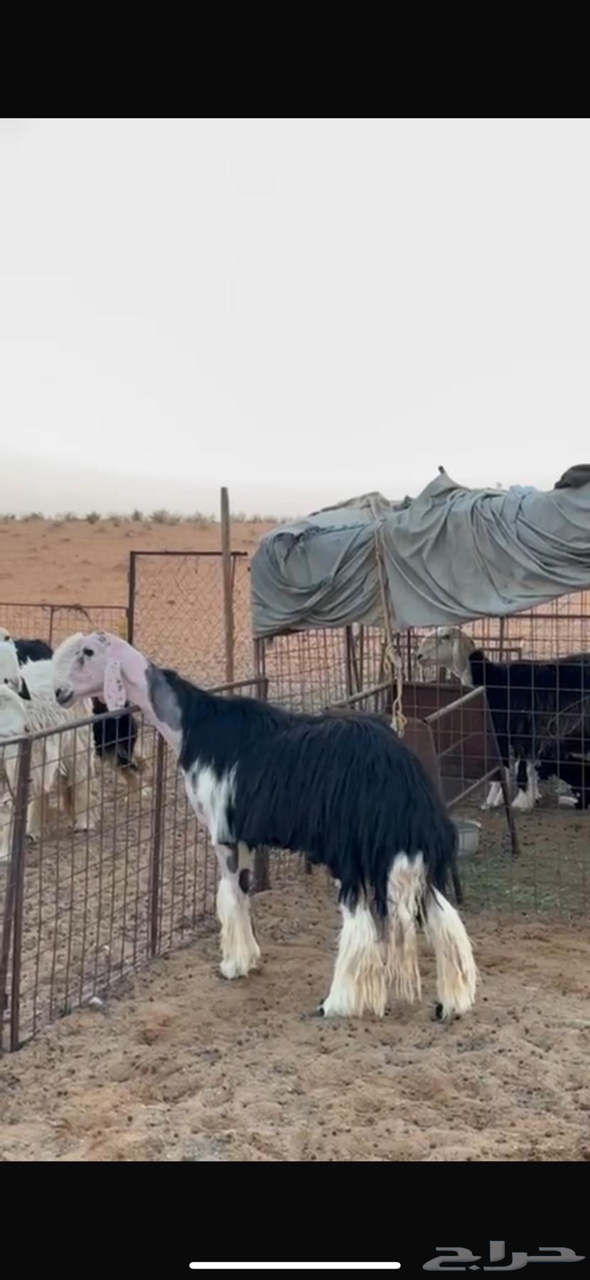 فحل نجدي صنف64647117440515112