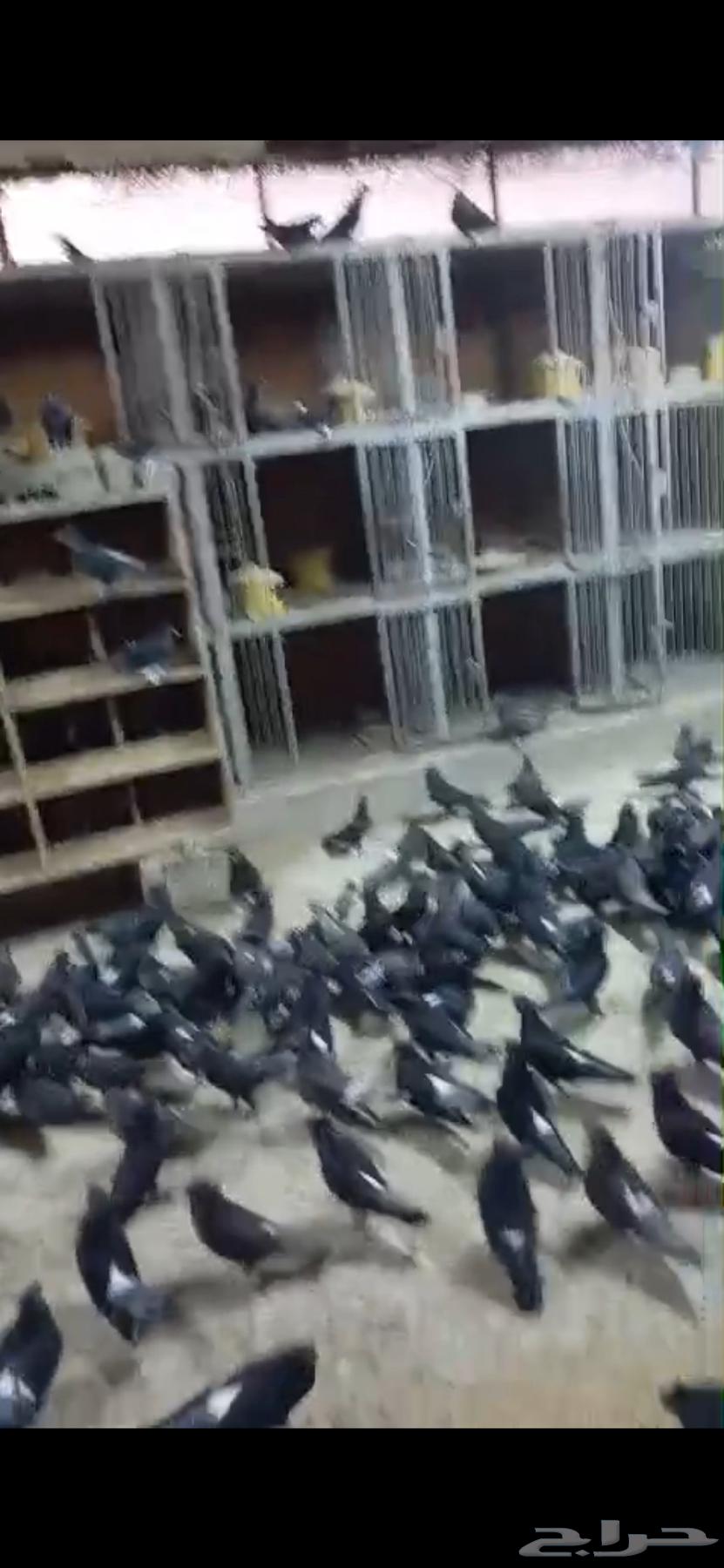 حمام تركي للبيع64651475315585111