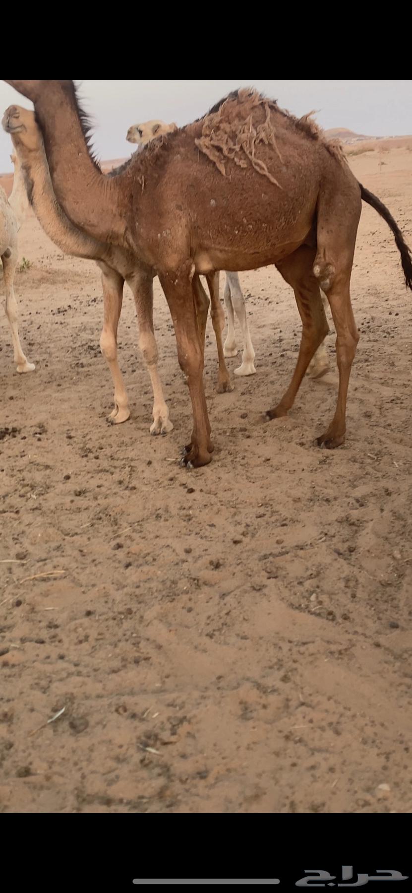 للبيع حشو لبانيه64656267968386112