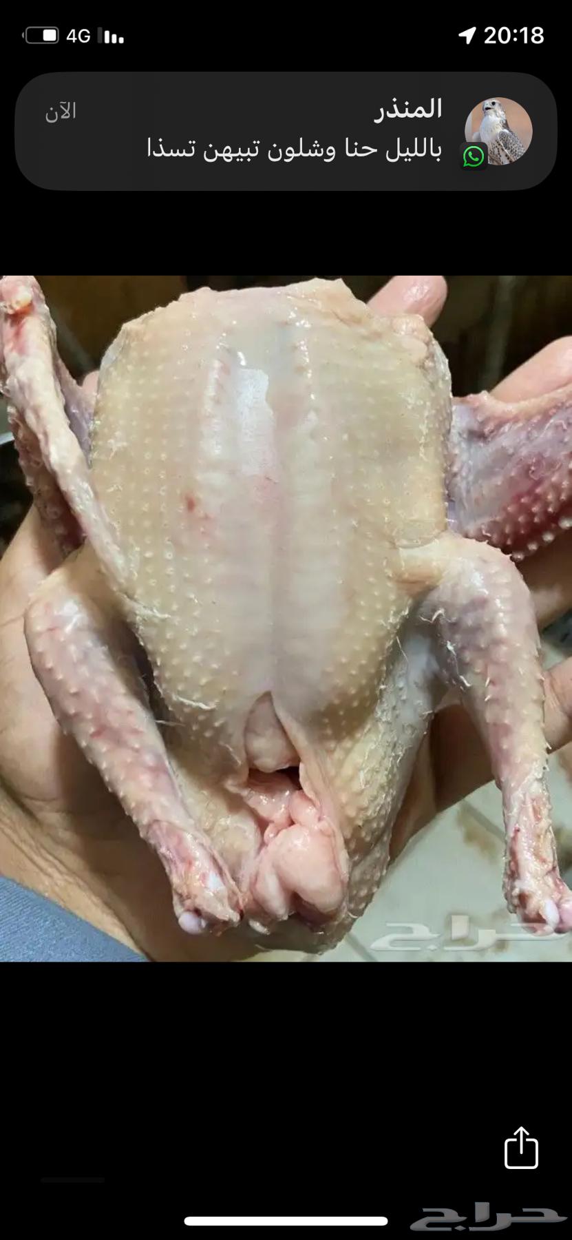 فراخة حمام سلفر للبيع64653552131458112