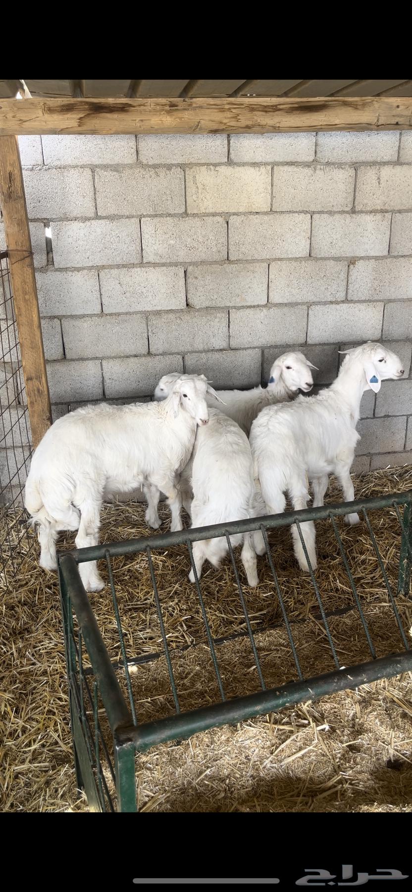 للبيع طليان64651358264195110