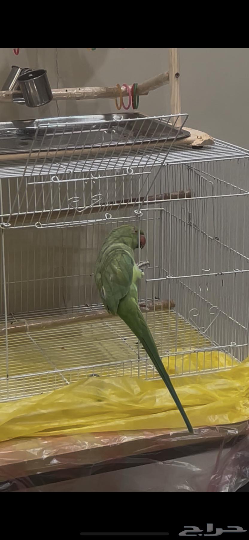 ببغاء دره64649009160323110