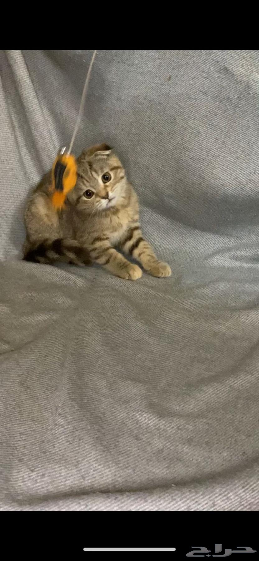 انثى تربل فولد تايقر64650724652291111