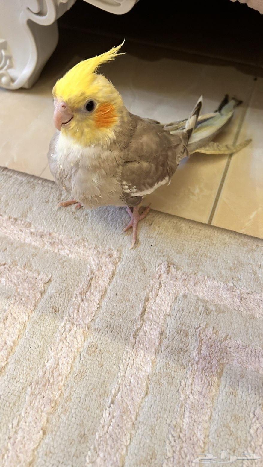 ببغاء فرخ كروان (تم البيع)64471388997379110