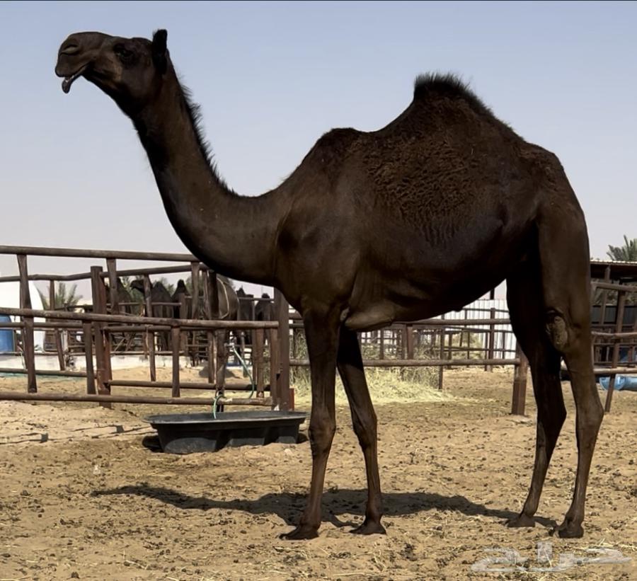 بكره مجهم نادره64650699544194110