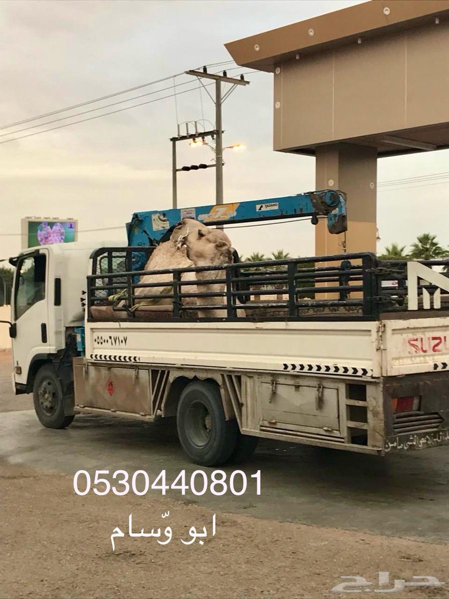 دنة لنقل الحلال64165201830145112