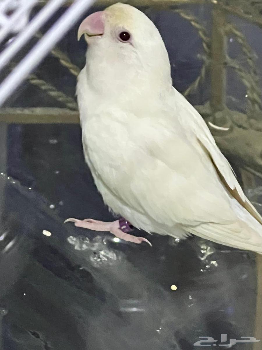 طائر انثى الروز64647338894209112