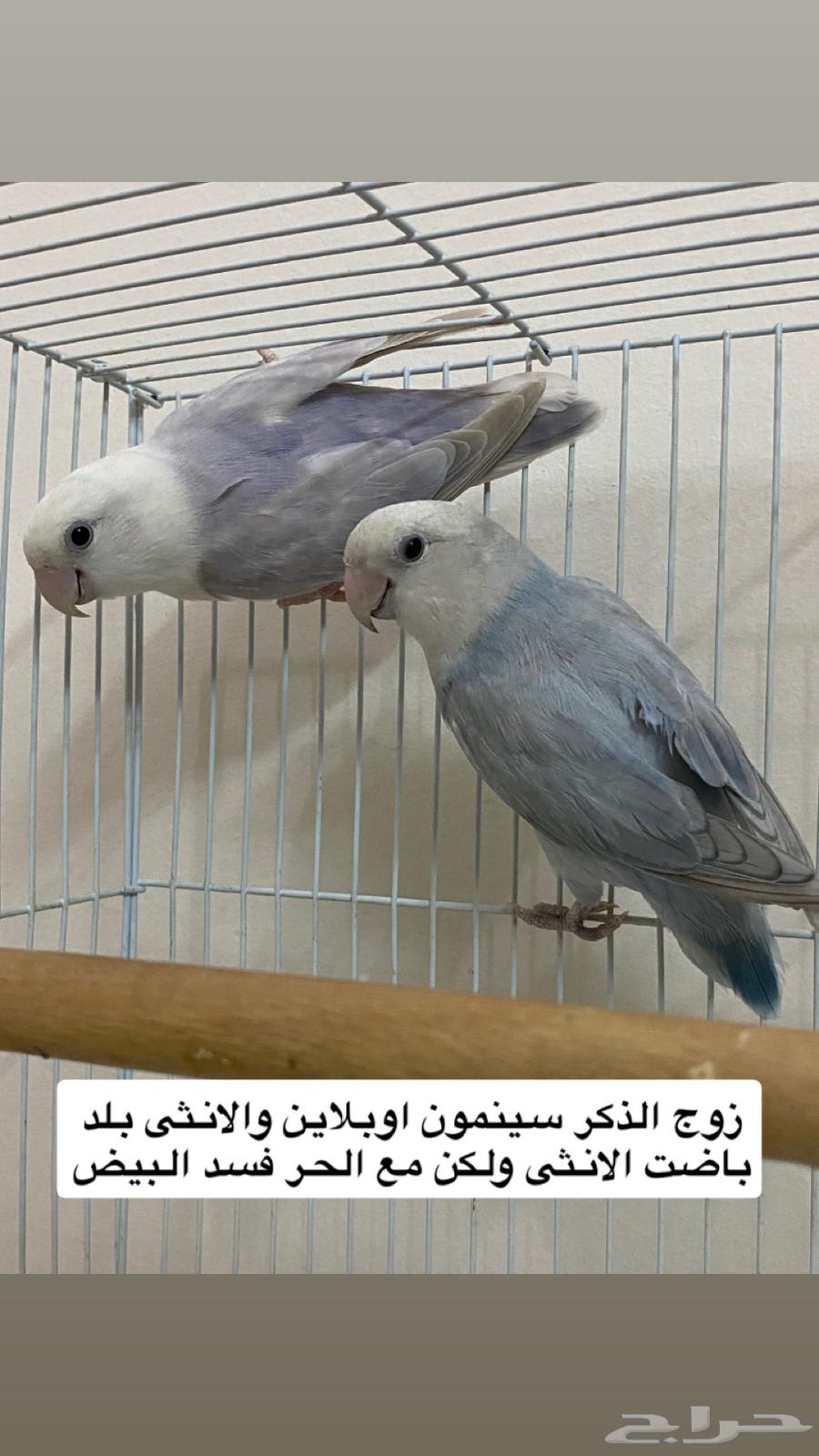 اجواز روز الجوز 250ريال جمله64658449919617110