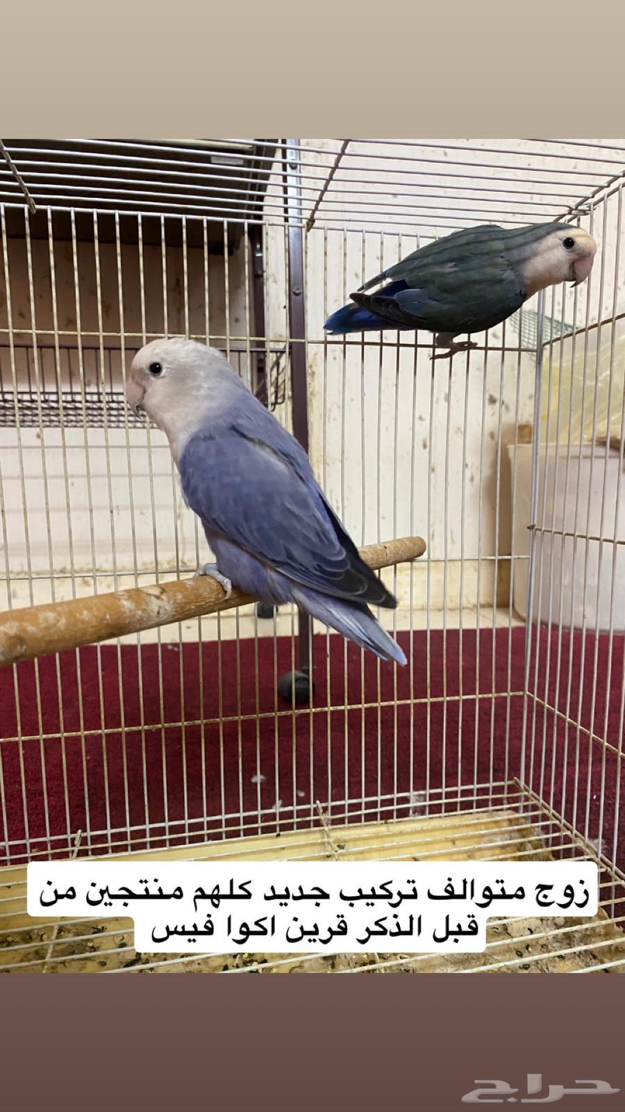 اجواز روز الجوز 250ريال جمله64658449919617111