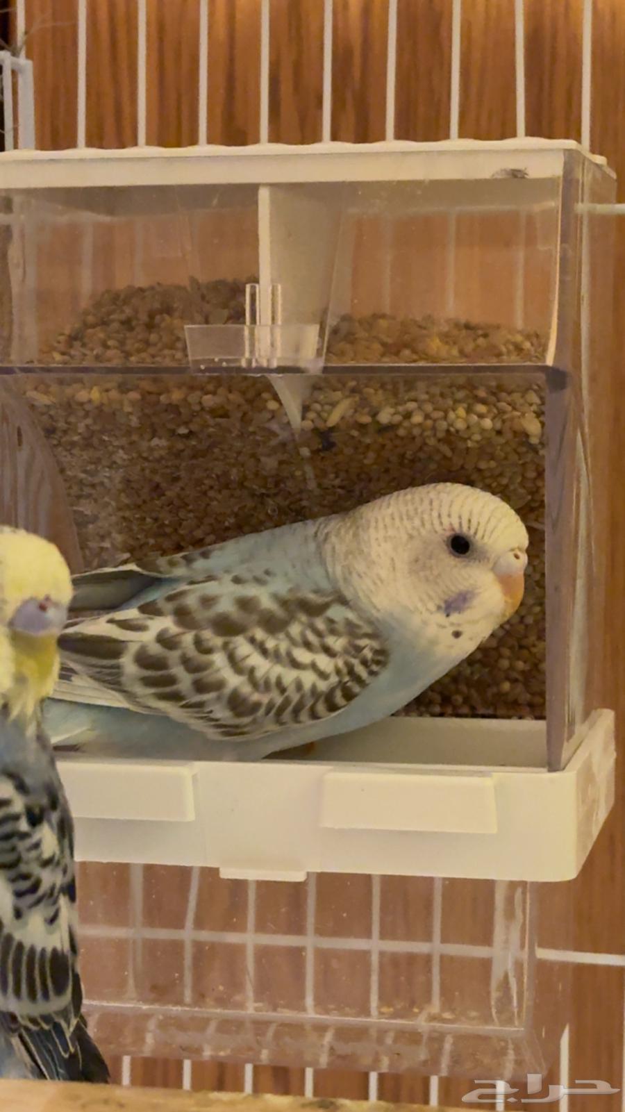 Lovebird Pair for Sale, Unique Colors64527460296449112