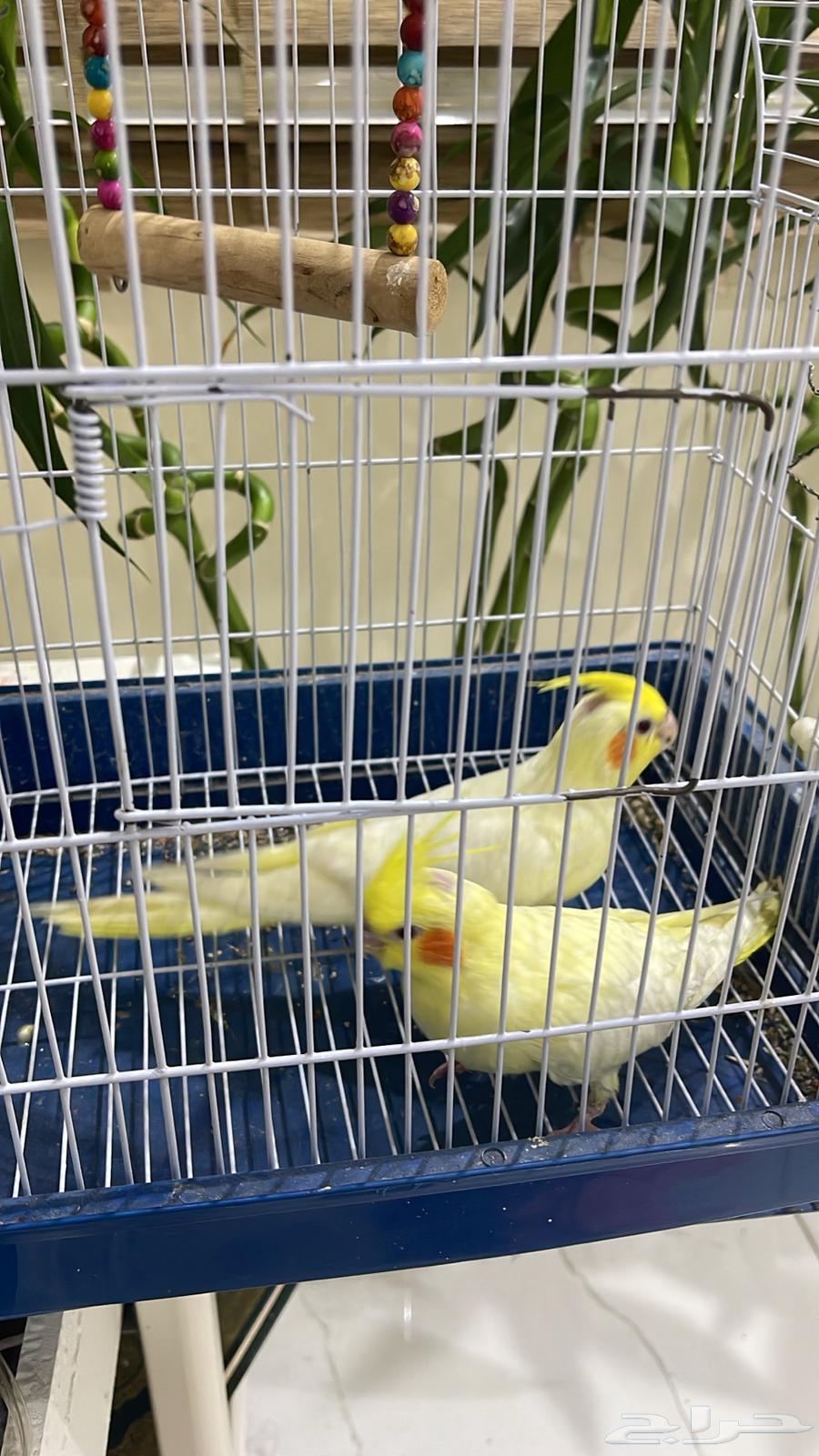 كروان لاتينو كوكتيل عيون ح مر نهاية غر64485078968578113