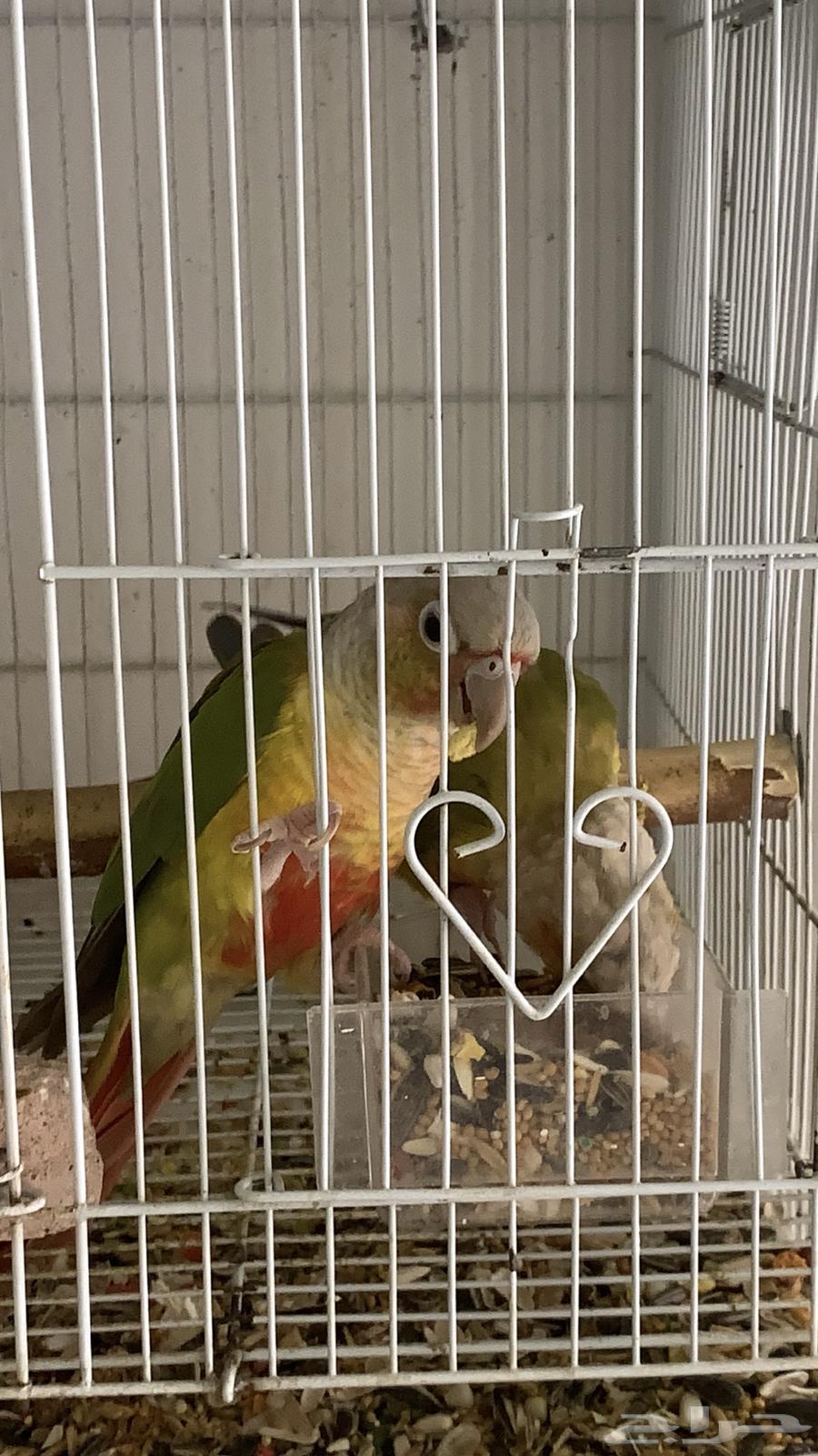 زوج كنيور اناناس رد فاكتور منتج64659714712579114