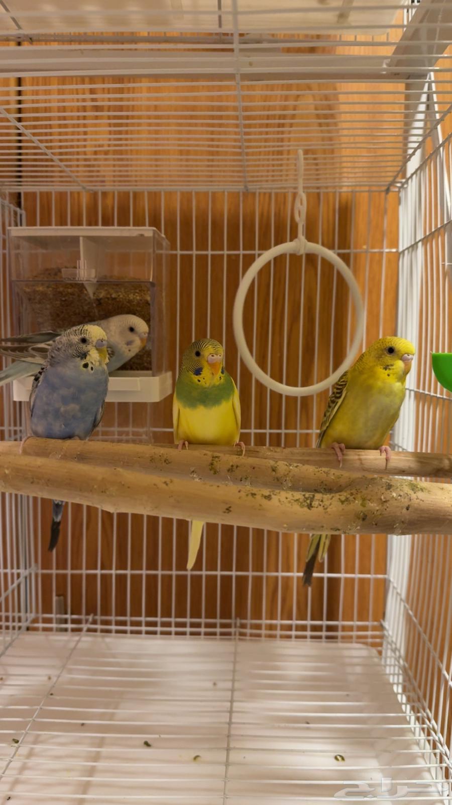 Lovebird Pair for Sale, Unique Colors64527460296449114