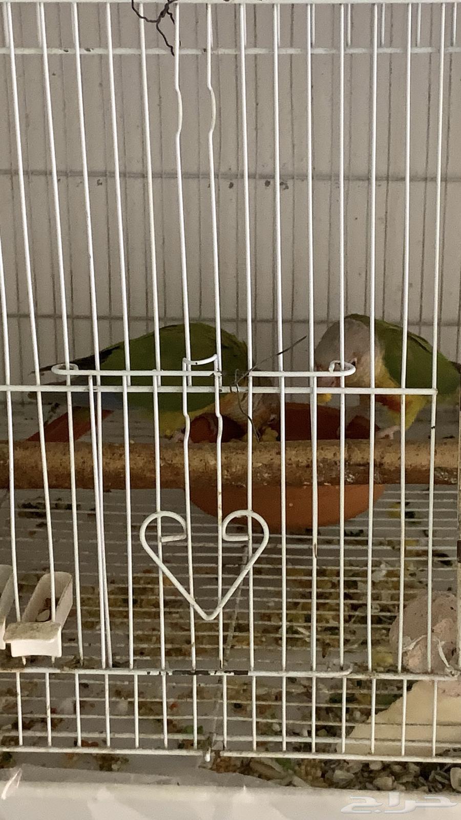 زوج كنيور اناناس رد فاكتور منتج64659714712579111