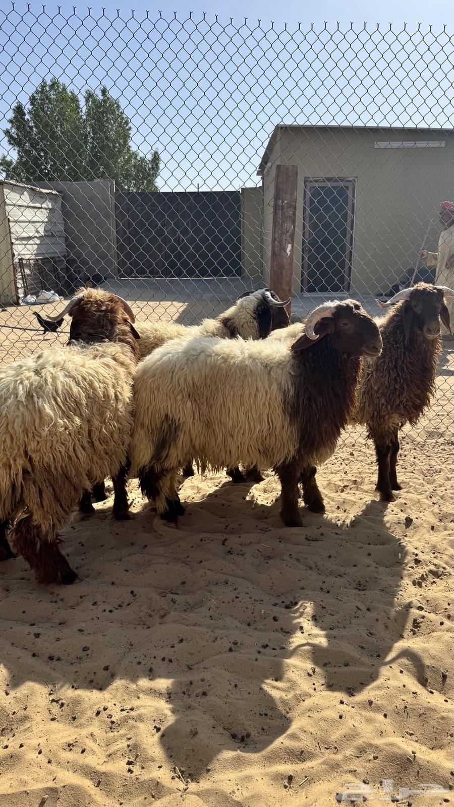 جذعان للبيع64658782930690113