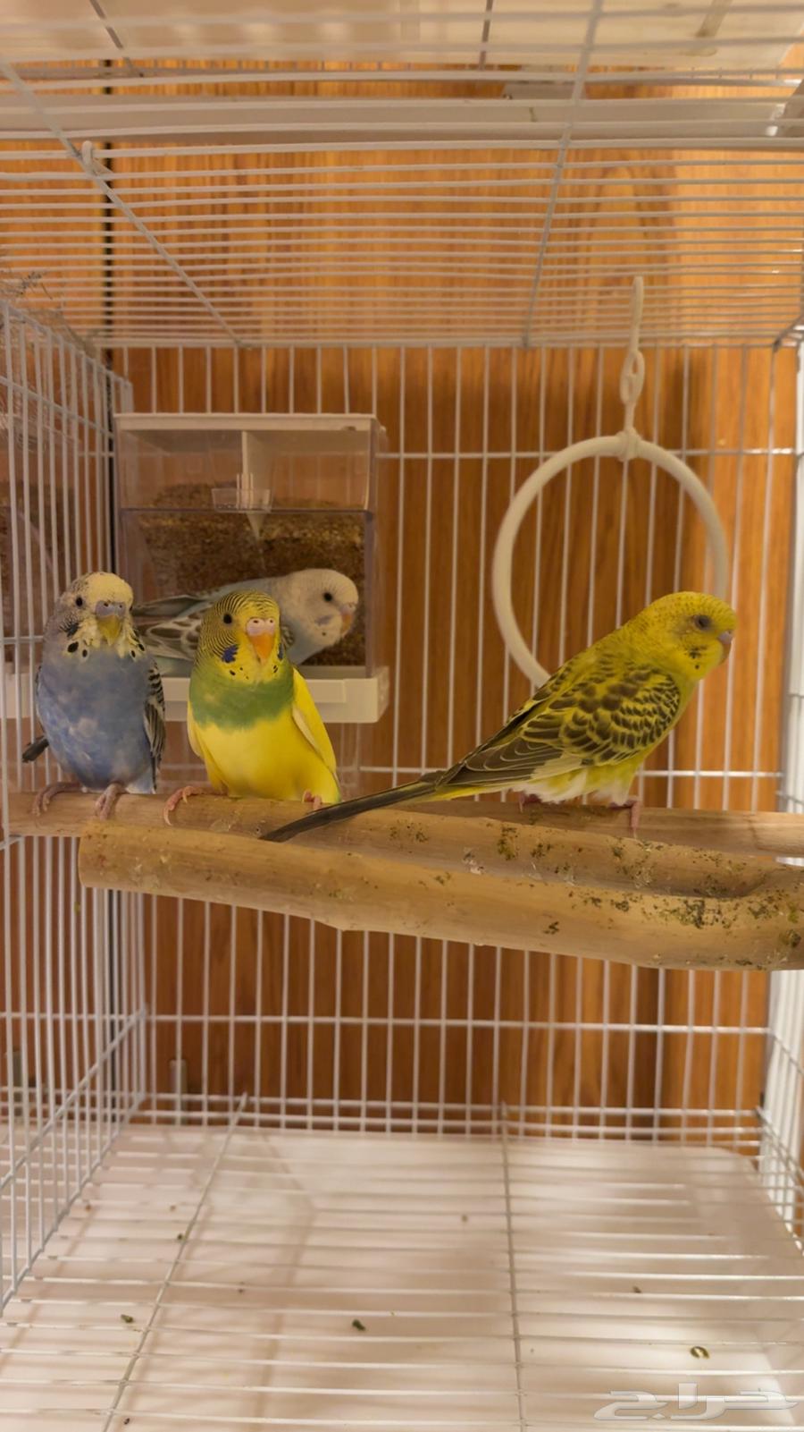 Lovebird Pair for Sale, Unique Colors64527460296449111