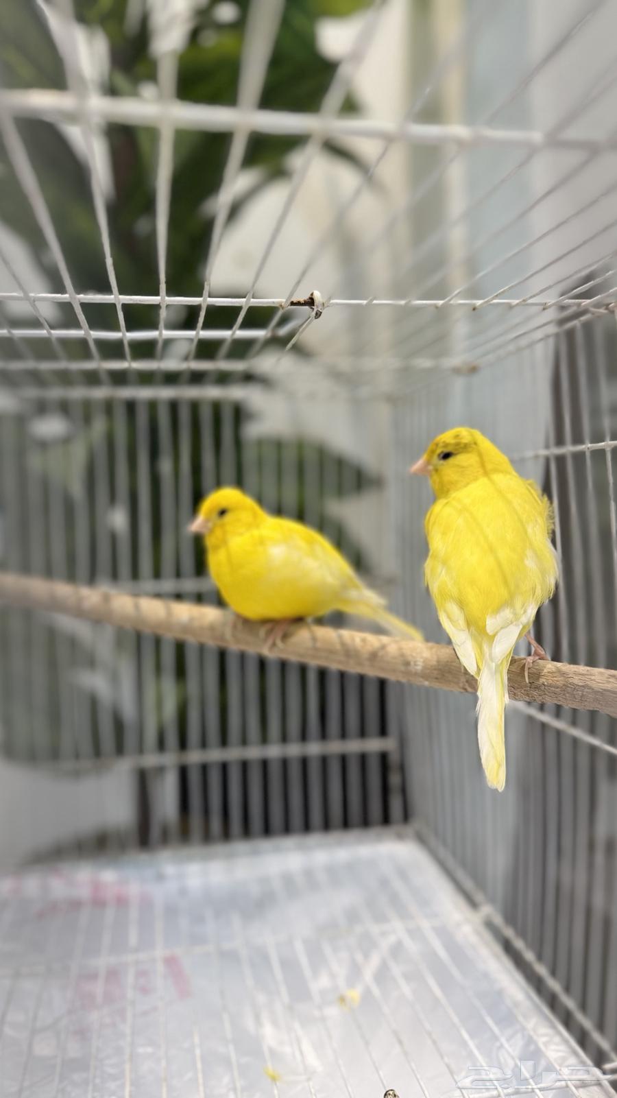 Canary Bird64657696075907111