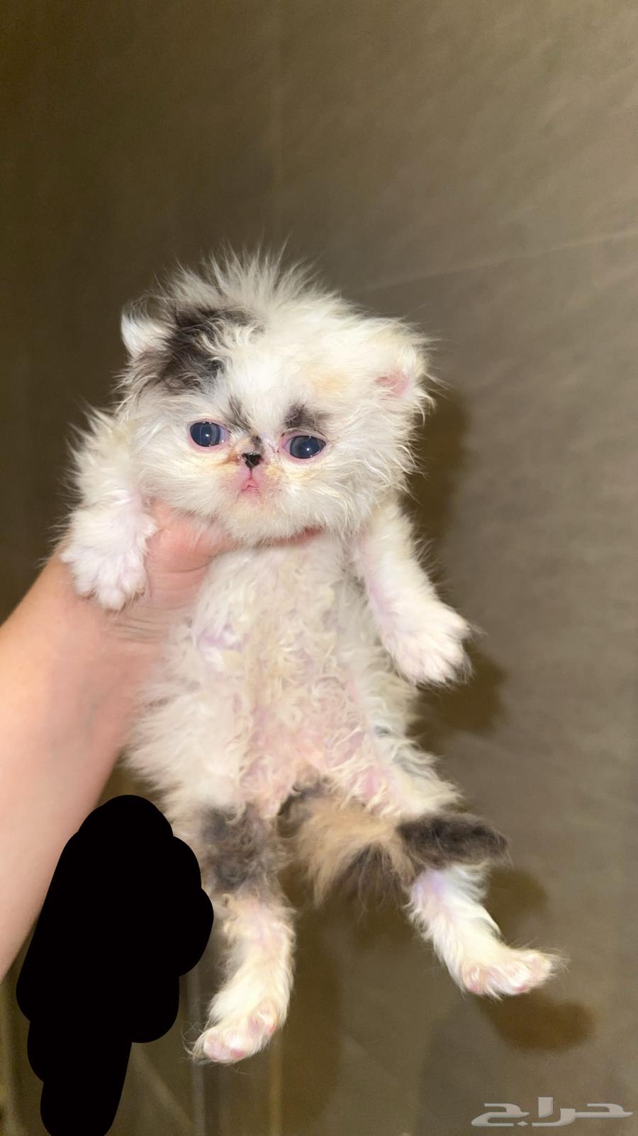 Reserved64593485019395113