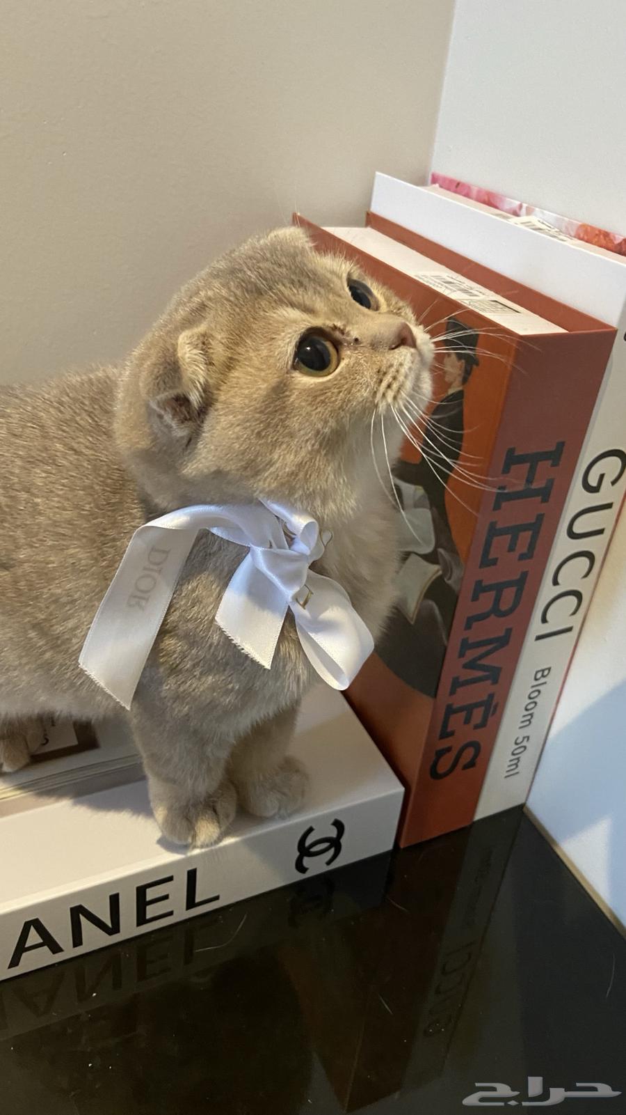 سكوتش قط ذكر لعوب جدا كتن صغير للبيع الجد مستورد64657536647555110