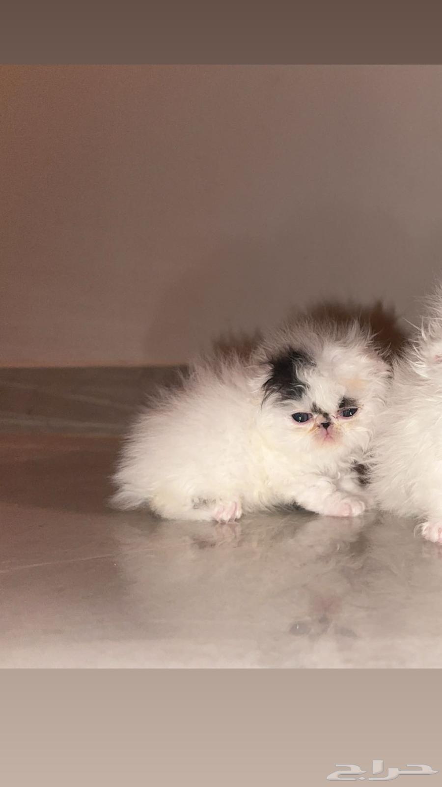 Reserved64593485019395111