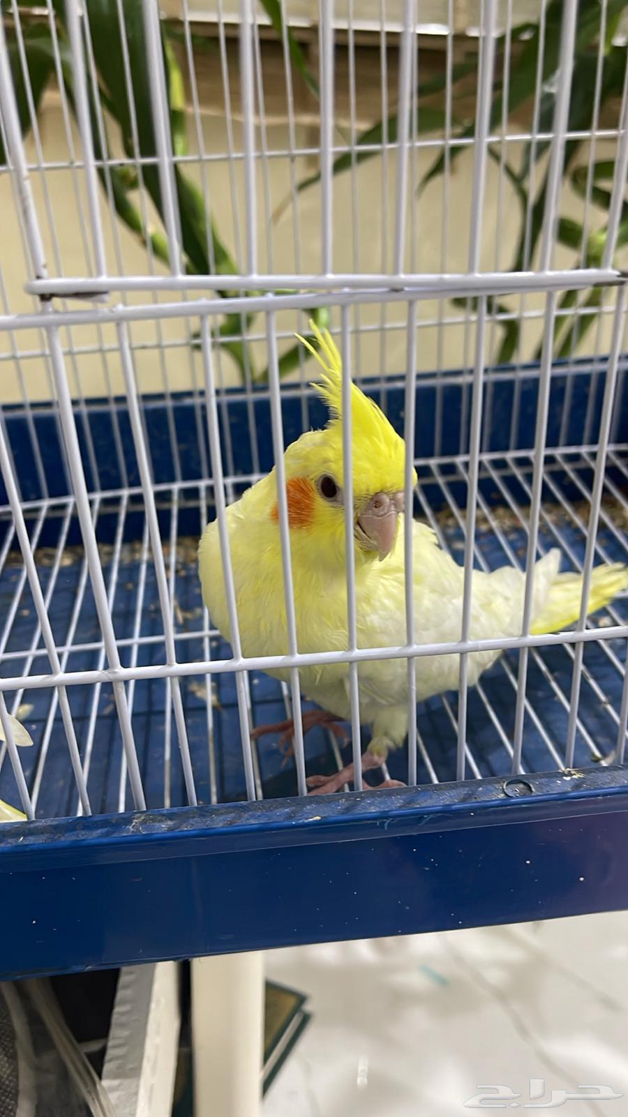 كروان لاتينو كوكتيل عيون ح مر نهاية غر64485078968578114