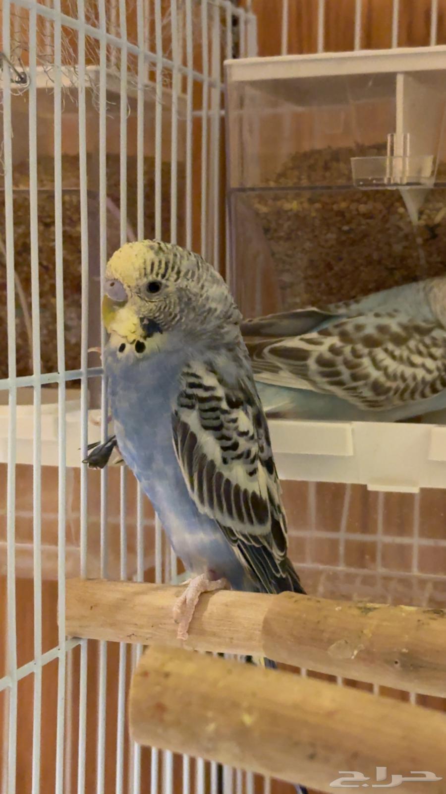 Lovebird Pair for Sale, Unique Colors64527460296449113