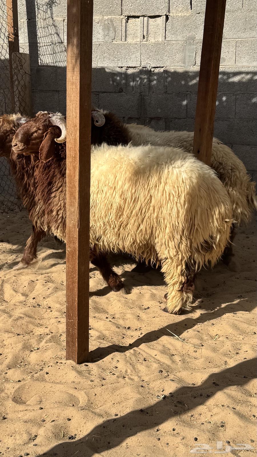 جذعان للبيع64658782930690110