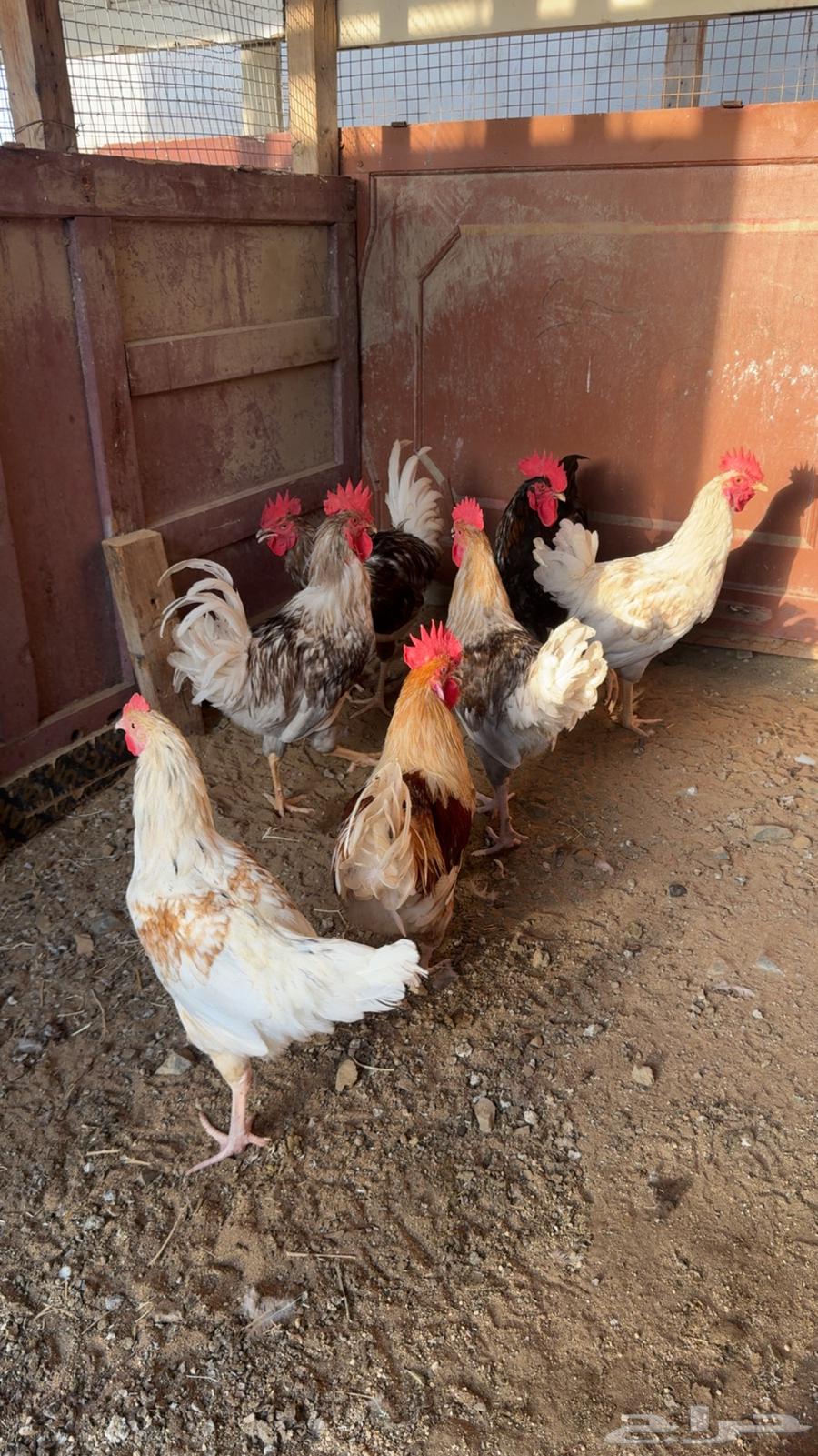 ديوك تركيه تم البيع64658634784131110