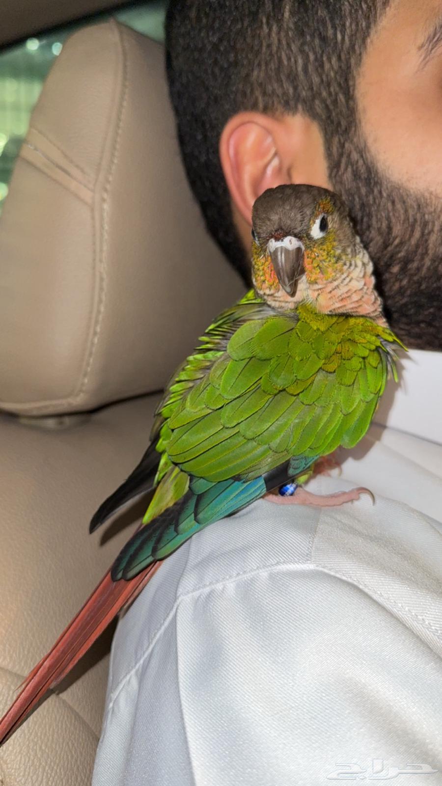 ببغاء عمره 6-7 شهور تقريبا64657004472323111