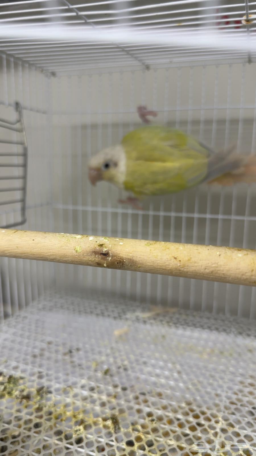 كنيور مون شيك64659154290178112