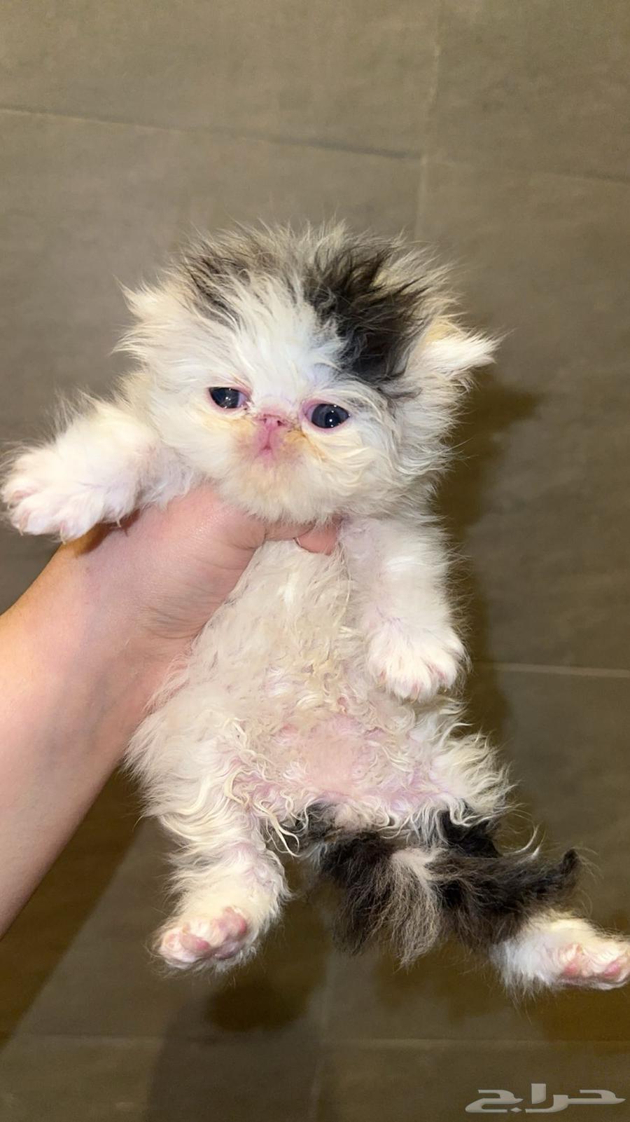 Reserved64606148471938112