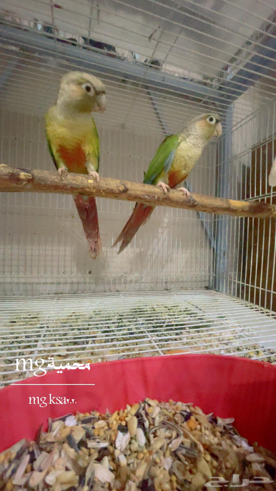 زوج كنيور سينمون شرط زوج ذكر وانثى تم البيع الله يبارك64657499565571112