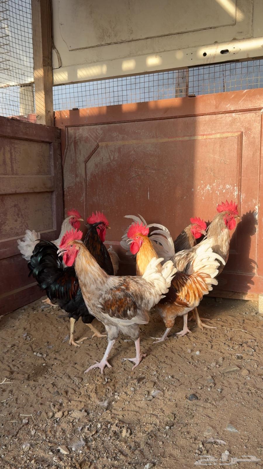 ديوك تركيه تم البيع64658634784131111